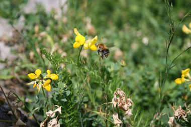 114hr bumble bees - bombus pascuorum- ginger brown carder bee 09 023.jpg